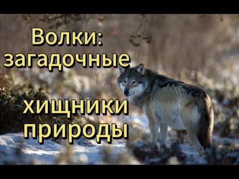 Видео: Волки:  загадочные хищники природы