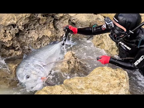 Видео: Поймать тревалли размером с монстра, который может проглотить птицу целиком