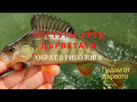 Видео: ОБРАТ В РИБОЛОВА \ КОСТУРИ СРЕД ДЪРВЕТАТА (Падам от дървото)