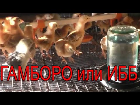 Видео: ВАКЦИНАЦИЯ ГАМБОРО или инфекционная бурсальная болезнь