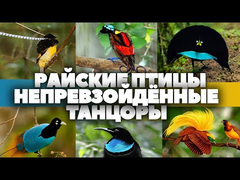 Видео: Райские птицы - непревзойдённые танцоры.  HD 1080. "Очевидное - Невероятное".