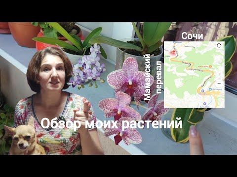 Видео: Обзор моих растений и проблемы Мамайского перевала.