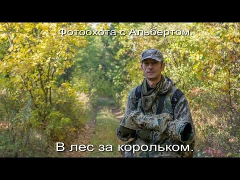 Видео: Фотоохота с Альбертом.  В лес за корольком.