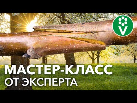 Видео: Как ПРИВИВАТЬ ПЛОДОВЫЕ ДЕРЕВЬЯ? 2 способа, которые получатся у каждого!