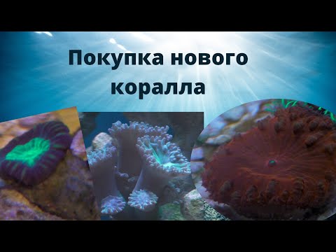 Видео: Как купить коралл