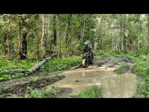 Видео: Нашёл лесное урочище / 1 часть #444