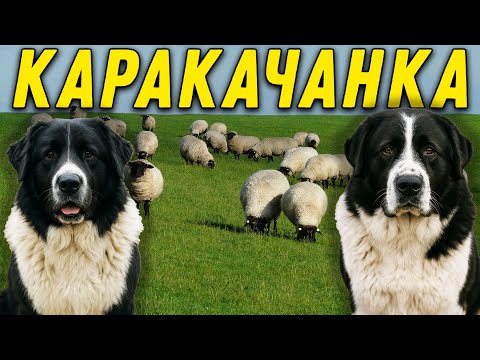 Видео: Каракачанска овчарка | Българско Овчарско Куче - всичко за породата