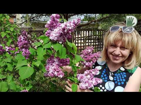 Видео: Видео журнал «Сады в отличной форме №40» Сад ландшафтного дизайнера Елены Кондрашовой.