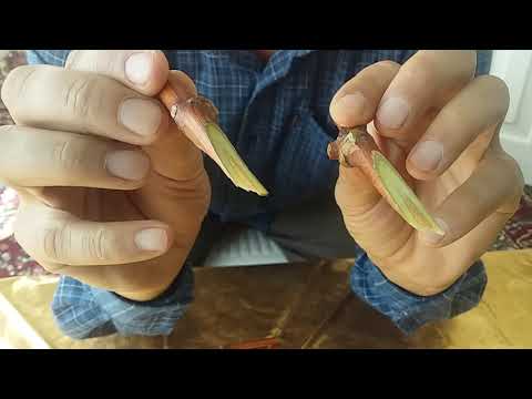 Видео: Дарси омузиши пайванди ангур.