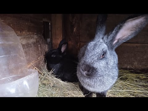 Видео: Падёж кроликов 🐇😱