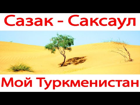 Видео: Сазак - Саксаул. Туркменистан.
