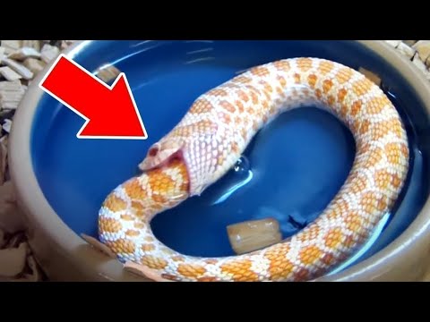 Видео: Странные и Необычные Повадки Животных