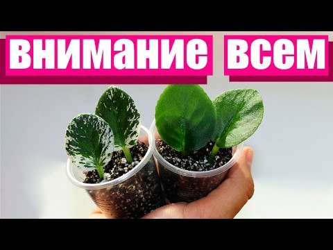 Видео: ВНИМАНИЕ ВСЕМ! Что делать, если фиалки пришли в таком состоянии?
