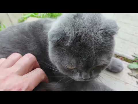 Видео: У старшего сына на даче. Лето .