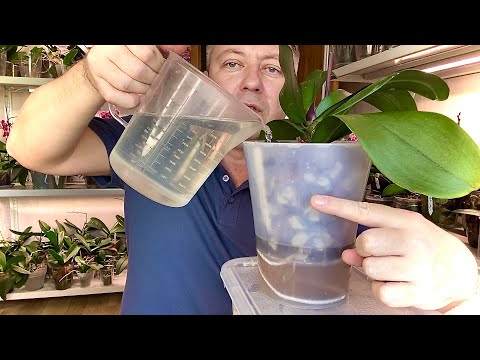 Видео: ОРХИДЕЮ СЫНА в СУПЕР ГРУНТ для буйного роста корней орхидеи и ленивого полива