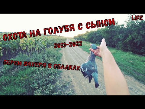 Видео: ОХОТА НА ГОЛУБЯ НА КУБАНИ : ПЕРВАЯ ОХОТА С СЫНОМ, ВНУШИТЕЛЬНЫЙ ВЯХЕРЬ В КАДРЕ