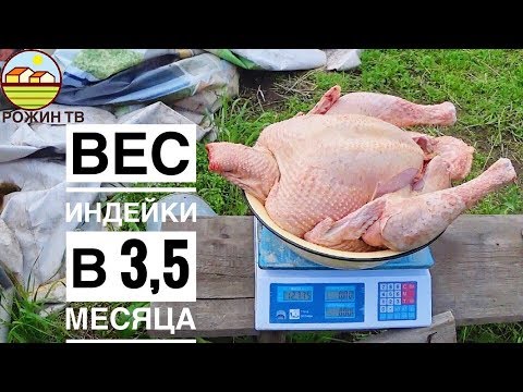 Видео: ВЕС ИНДЮКА🦃 В 3,5 МЕСЯЦА Я В ШОКЕ 😱