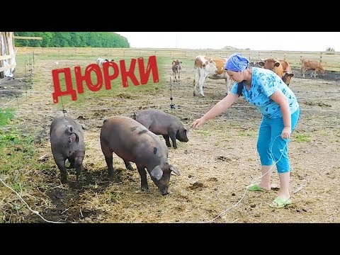 Видео: СУПЕР РОСТ! ОТКОРМ 4 МЕСЯЦА. КАКОЙ ВЕС У СВИНЕЙ? ВЗВЕШИВАЕМ ПОРОСЯТ ПОРОДЫ ДЮРОК.//FEEDING PIGS