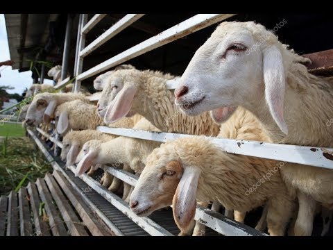 Видео: ҚЎЙ БОҚИШНИНГ ИННОВАЦИОН УСУЛИ. СОВУҚ ХОНА БИЗНЕСИ