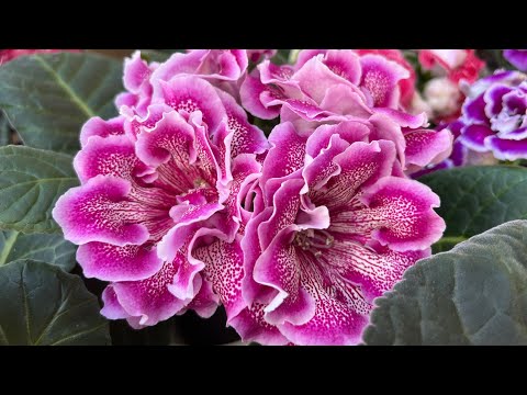 Видео: Глоксинии цветут Букетами😁❤️🥰