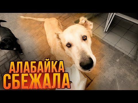 Видео: Алабайка Роза СБЕЖАЛА! Что же делать? Увлекательная история о Виоле и Бориске.