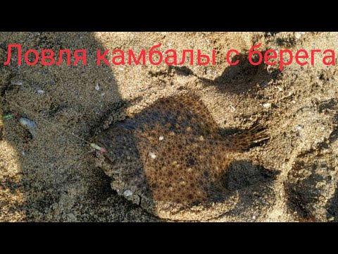 Видео: Морская рыбалка. Ловля камбалы  с берега. Камбала калкан. Catching flounders from the shore.