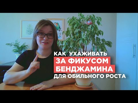 Видео: Уход за фикусом Бенджамина: что делать после покупки, полив, пересадка, подкормка