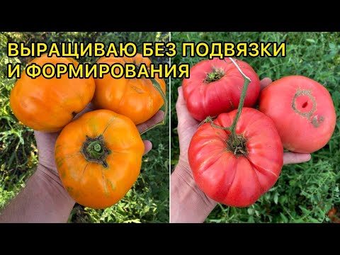 Видео: ТОП 5 Крупных сортов томата для огорода. Мясистые, вкуснейшие!