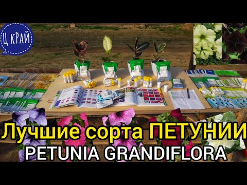 Видео: Лучшие сорта ПЕТУНИИ для посева💯. Самые дешёвые 6.5$✔️ и самые дорогие 70$🔥. PETUNIA GRANDIFLORA.