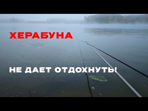 Видео: Закинул ТЕСТО в туман. Кто же КЛЮНЕТ?!|XINMA ZZ339 3.9/37