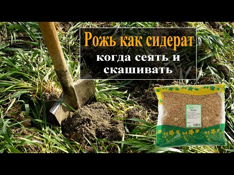 Видео: Рожь как сидерат  Обязательно посадите для улучшения почвы