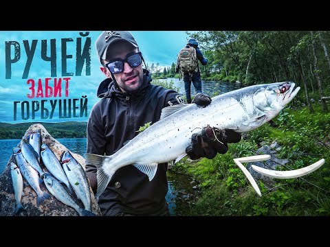 Видео: НАШЛИ РУЧЕЙ С ГОРБУШЕЙ.  МАЛЕНЬКИЙ НО ЕЁ ТАМ МНОГО.