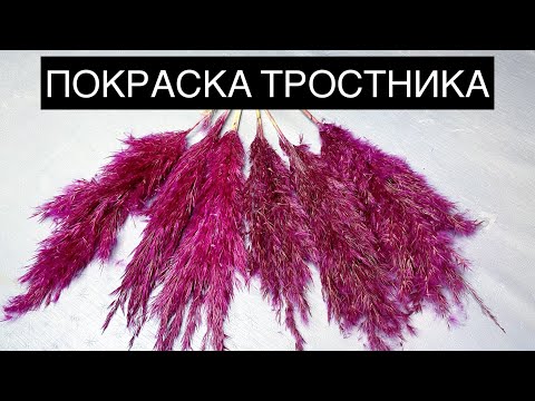 Видео: Цветной тростник покраска тростника как покрасить пампасную траву окрашивание сухоцветов