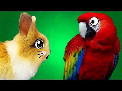 Видео: КРОЛИК БАФФИ и ПОПУГАИ на А ну-ка Давай-ка / ГОВОРЯЩИЕ ПОПУГАИ