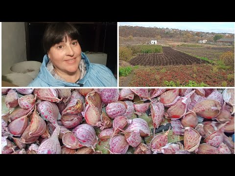 Видео: Часник на зиму саджу....