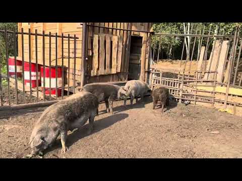 Видео: Венгерская Мангалица. В Екатеринбург бунекерная кормушка на 6 тон 