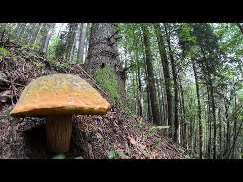 Видео: Карпатські 🍄 гриби. Гора біля с.Татарів.