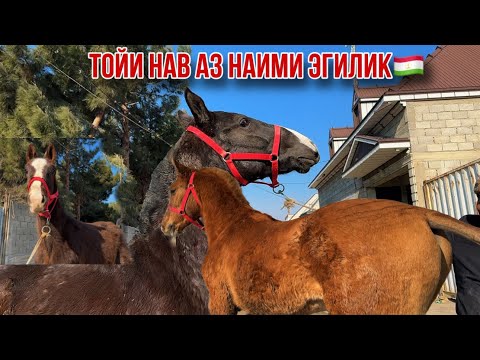 Видео: Тойхои нав аз Наими Эгилик Оригиналаш омад 🇹🇯25 января 2025 г.