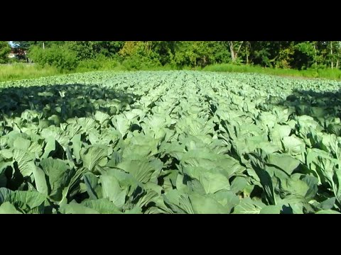 Видео: Сею капусту на рассаду в открытом грунте.