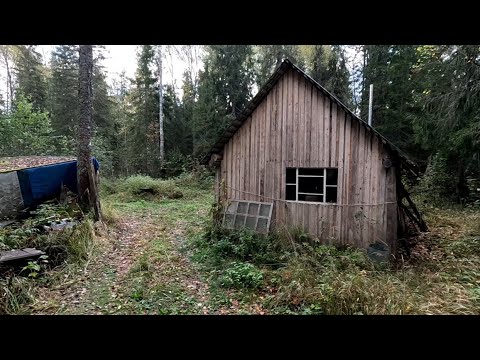 Видео: В ТАЙГУ НА ОТДЫХ ОТ ЛЮДЕЙ! ОХОТА С РУССКОЙ ГОНЧЕЙ!