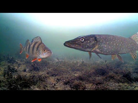 Видео: Поставил ОКУНЯ на ВСЕ ЖЕРЛИЦЫ! Результат УДИВИЛ! Подводная съемка.