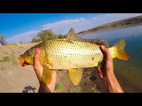 Видео: КЛАССНАЯ рыбалка-река ИЛИ 2020!!! Змееголов, сазан, сом, судак, жерех, карась, вобла. Раки.