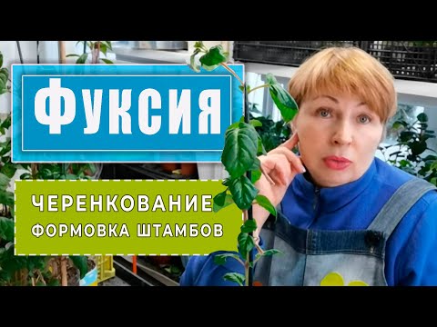 Видео: ФУКСИИ черенкуем,  прищипываем, переваливаем.  Формирум  ШТАМБЫ