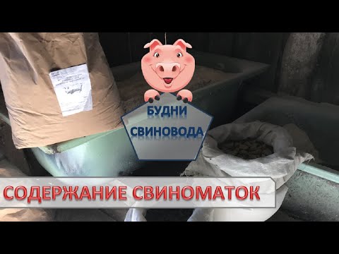 Видео: Комбикорм для ремонтных и супоросных свиноматок// свиноматки после отлучки