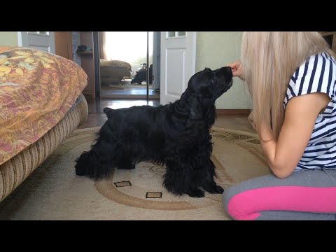 Видео: Собака и команды! Черная Дженни