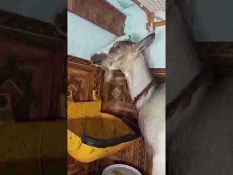 Видео: Статистическая бухгалтерия, рейтинг мясного отдела!!!!!