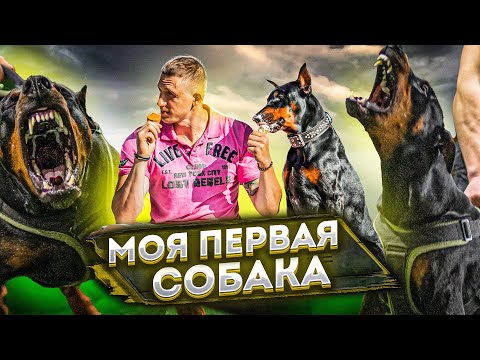 Видео: МОЯ ПЕРВАЯ СОБАКА | ДОБЕРМАН