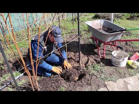 Видео: как сажать ( пересаживать) малину