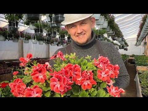 Видео: Королевская пеларгония, готовим к 8 марта