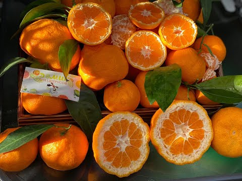 Видео: Iwasaki Satsuma mandarin. Мандарин Ивасаки